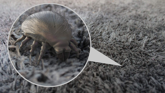 The way to eliminate dust mites